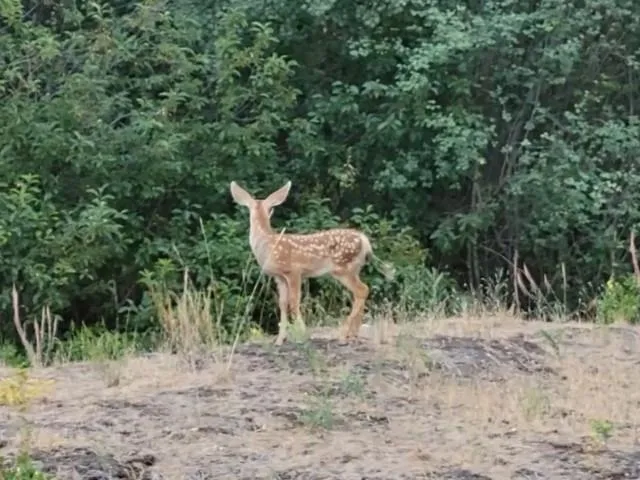 $599,900 | 8718 West Anderson Road, Cheney, WA 99004