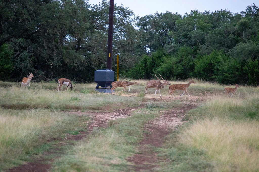 252 Elrincon Road Mountain Home, TX 78058 - Photo 19 of 29