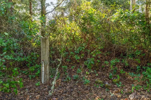 a view of a forest with a tree