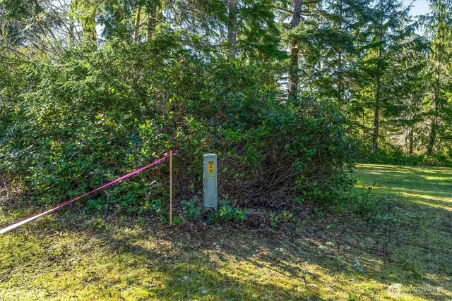 a view of a forest with a tree