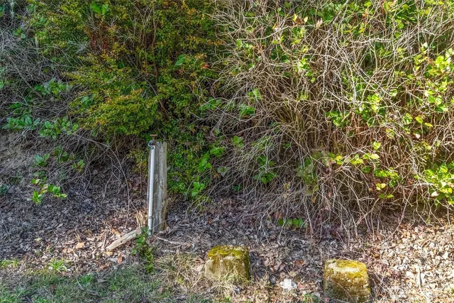 a view of a yard with plants and large trees