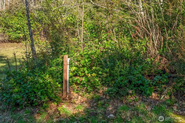 a view of a forest with trees in front of it