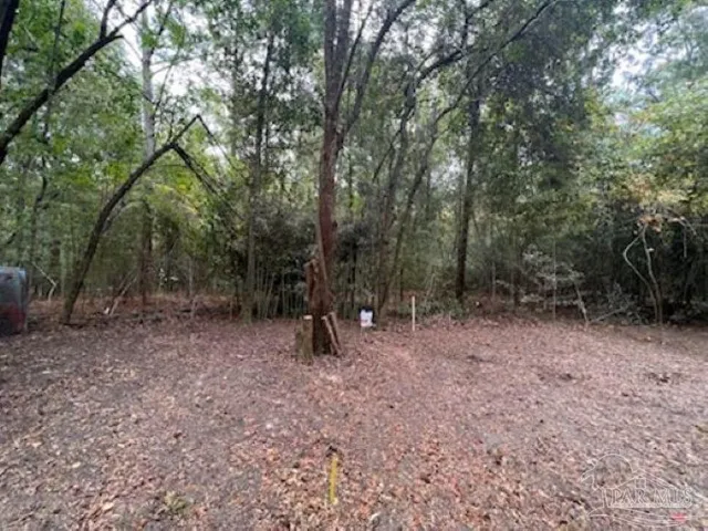 a view of a forest with trees in the background