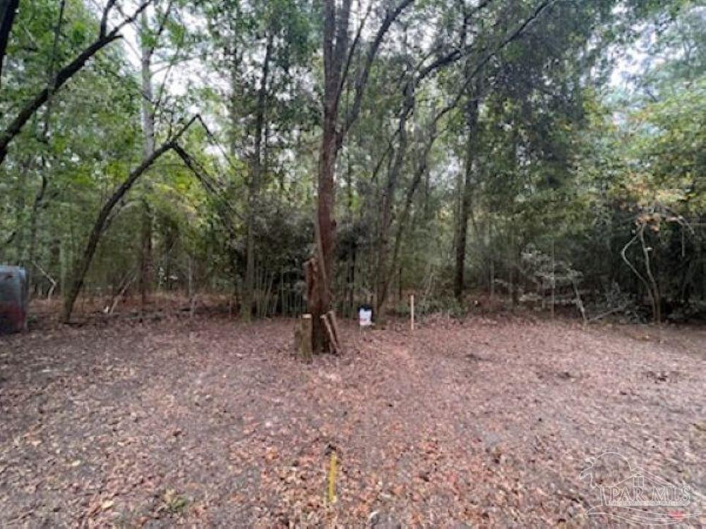 a view of a forest with trees in the background