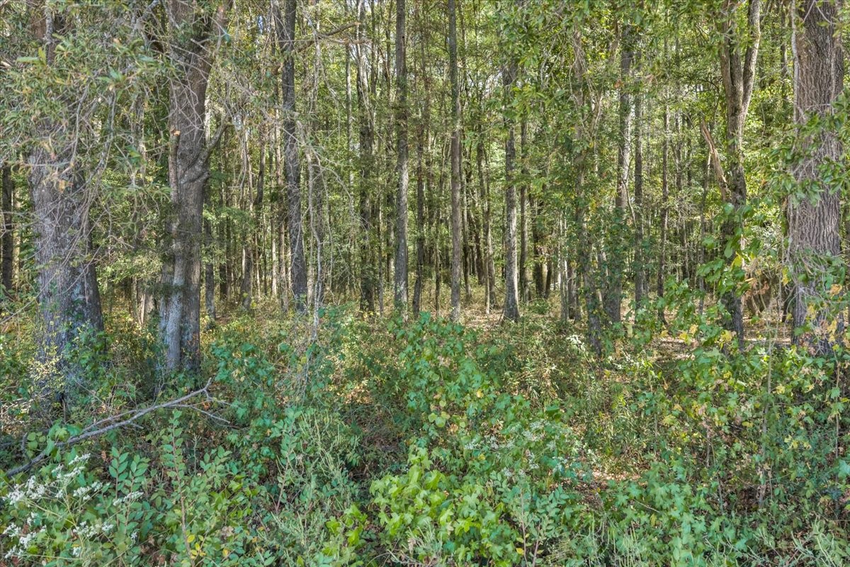 0 Bailey Road Hillsboro, TN 37342 - Photo 20 of 21 Gallery Image 20