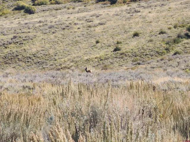 a view of a yard with trees