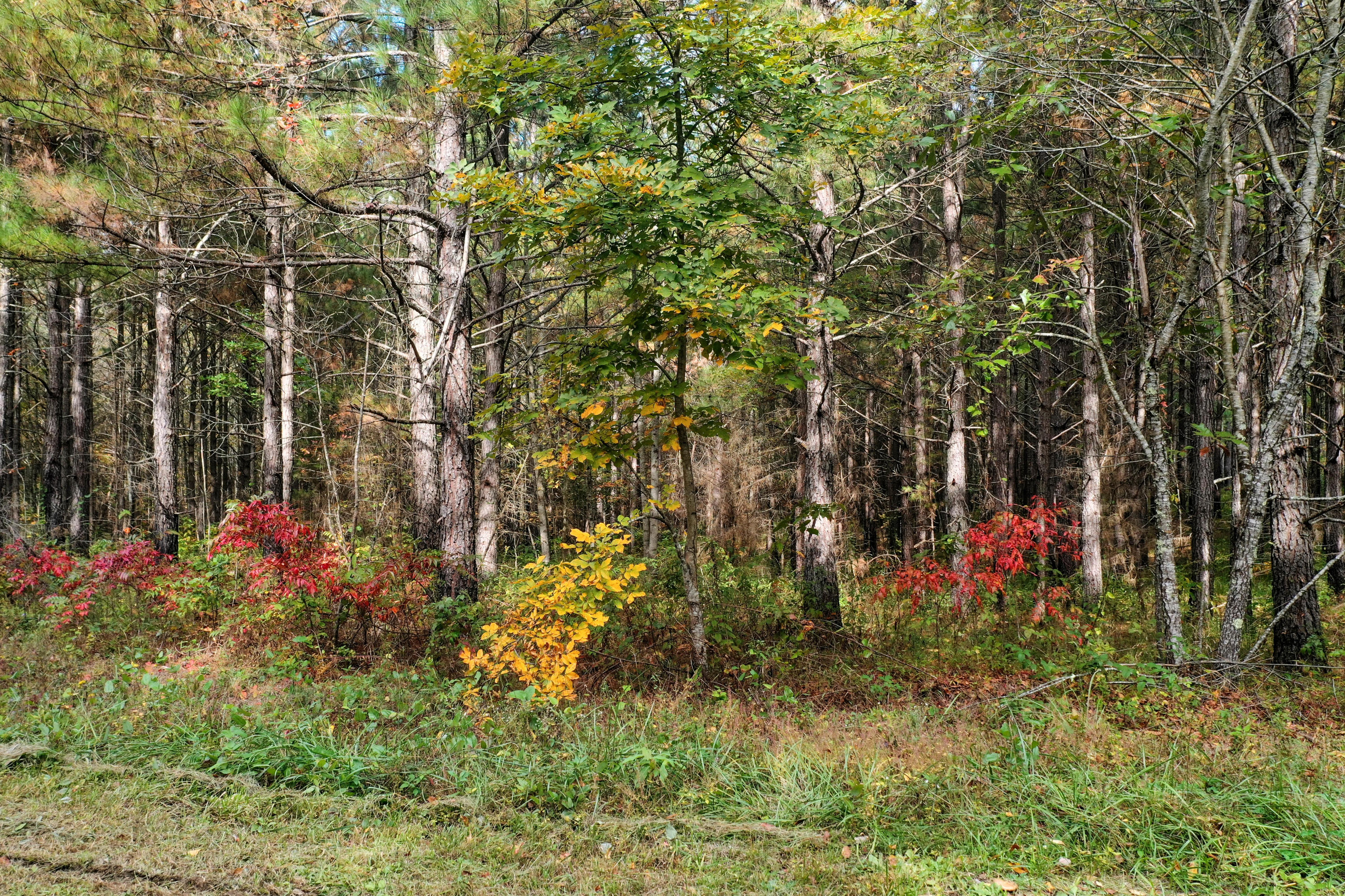 Claude Howard Road Deer Lodge, TN 37726 - Photo 3 of 13 DJI_0924