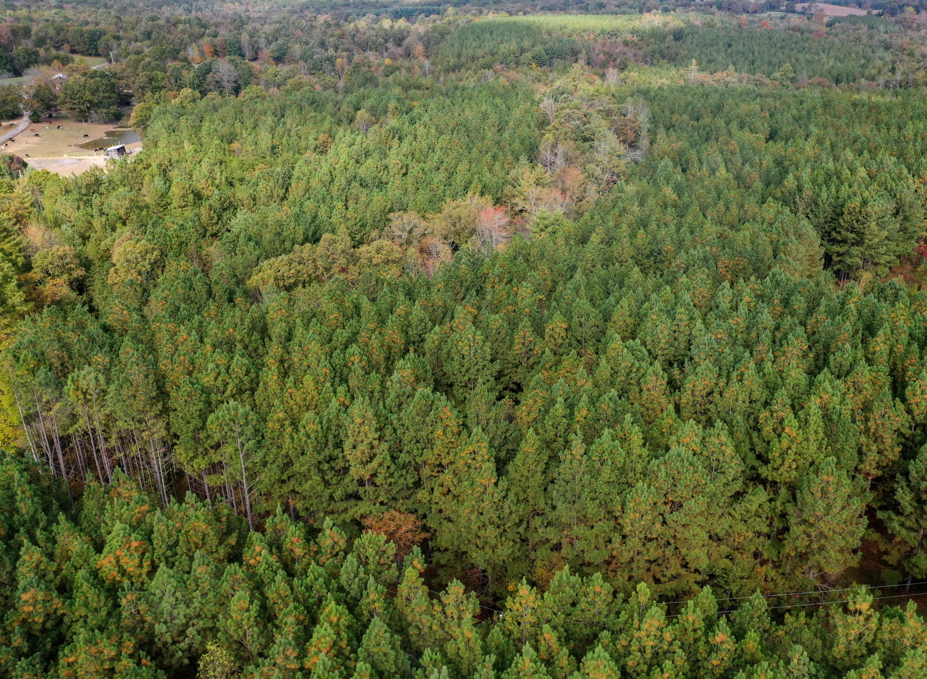 Claude Howard Road Deer Lodge, TN 37726 - Photo 4 of 13 DJI_0925