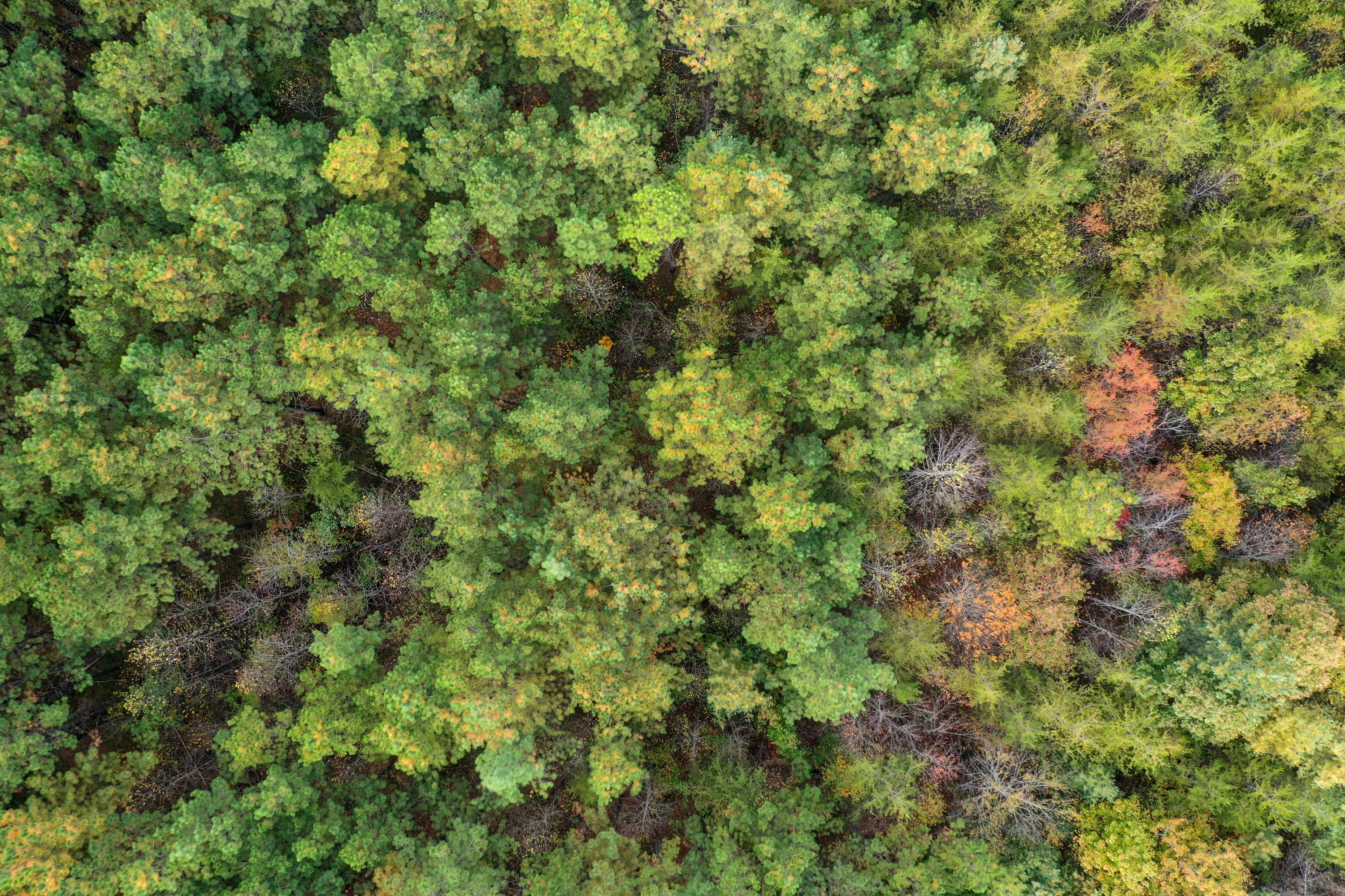 Claude Howard Road Deer Lodge, TN 37726 - Photo 8 of 13 DJI_0930