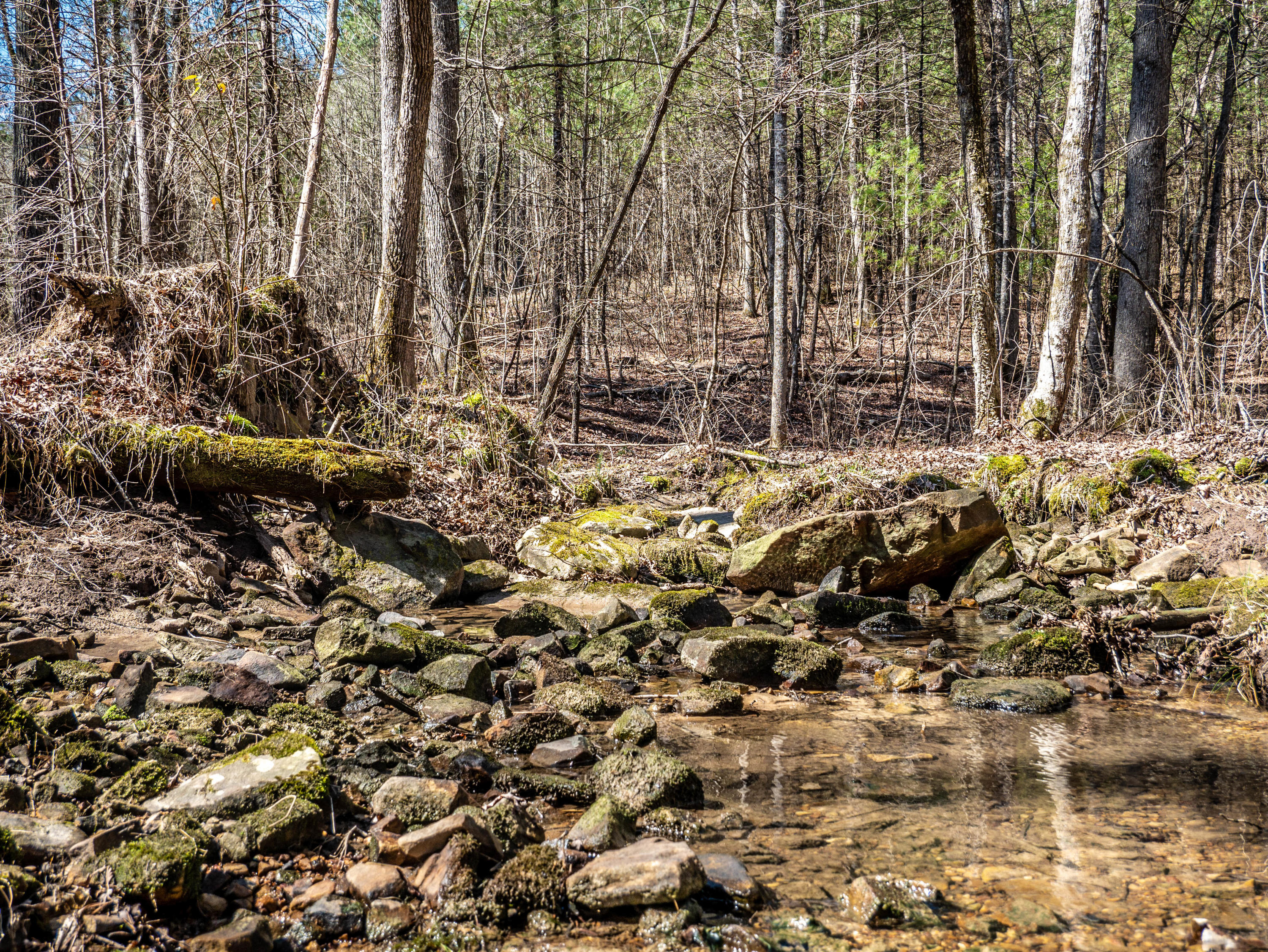 Claude Howard Road Deer Lodge, TN 37726 - Photo 9 of 13 P1060110