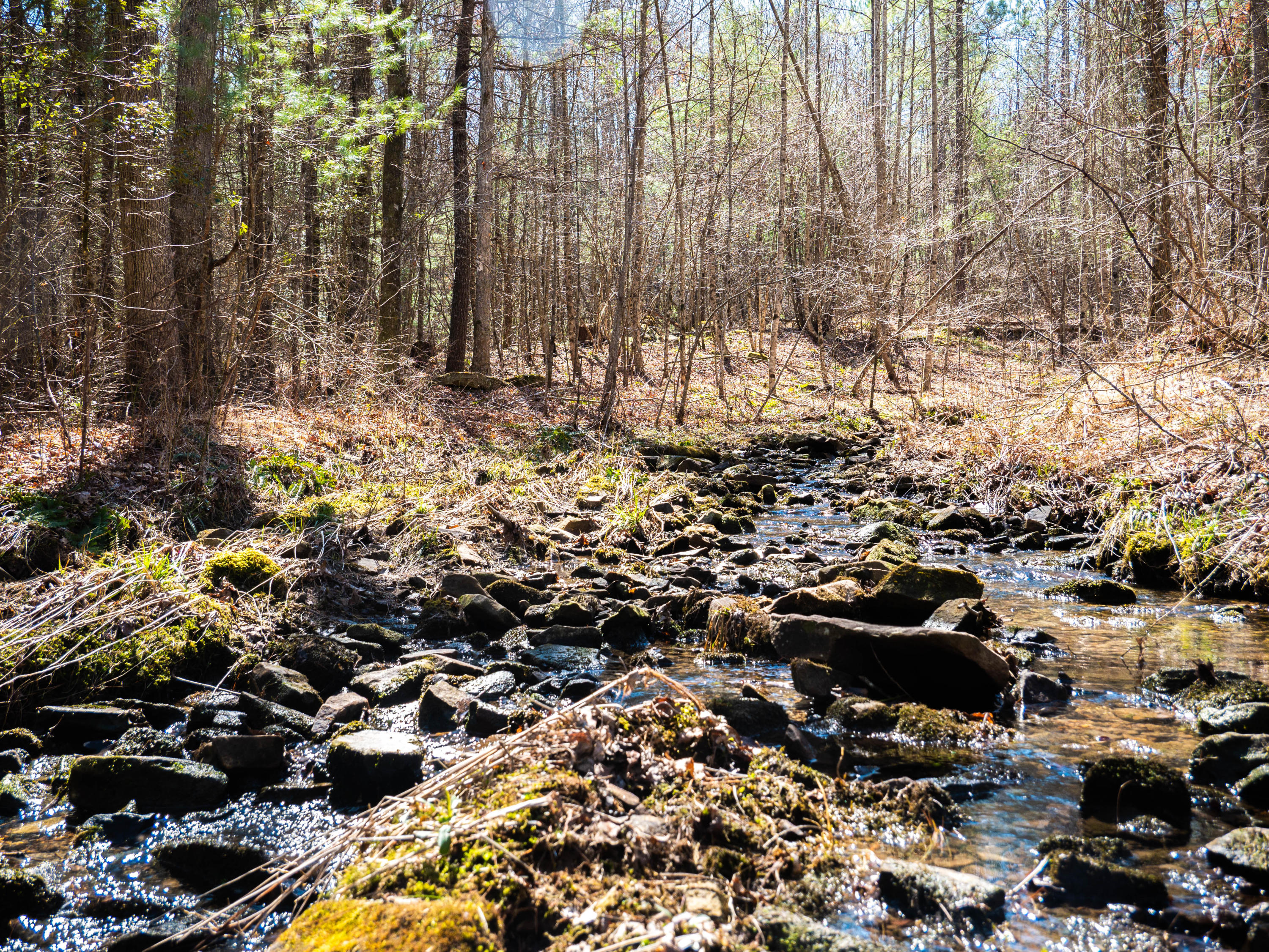 Claude Howard Road Deer Lodge, TN 37726 - Photo 10 of 13 P1060111