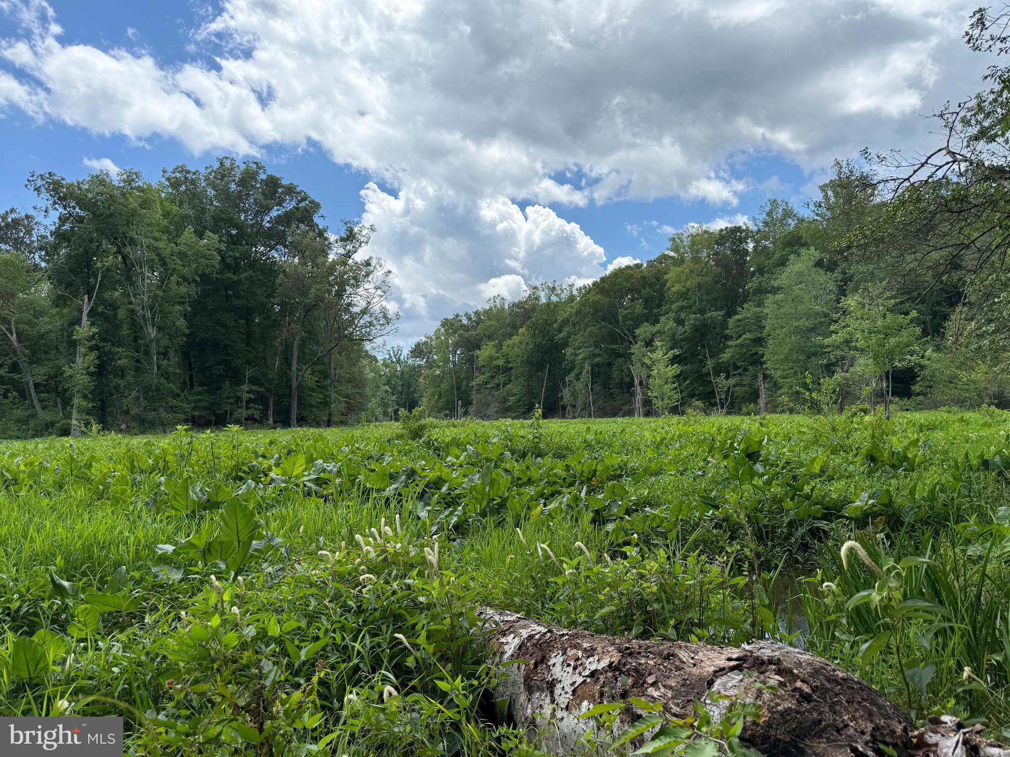 16280 Ridge Road King George, VA 22485 - Photo 11 of 24 Gorgeous views over pond & creek