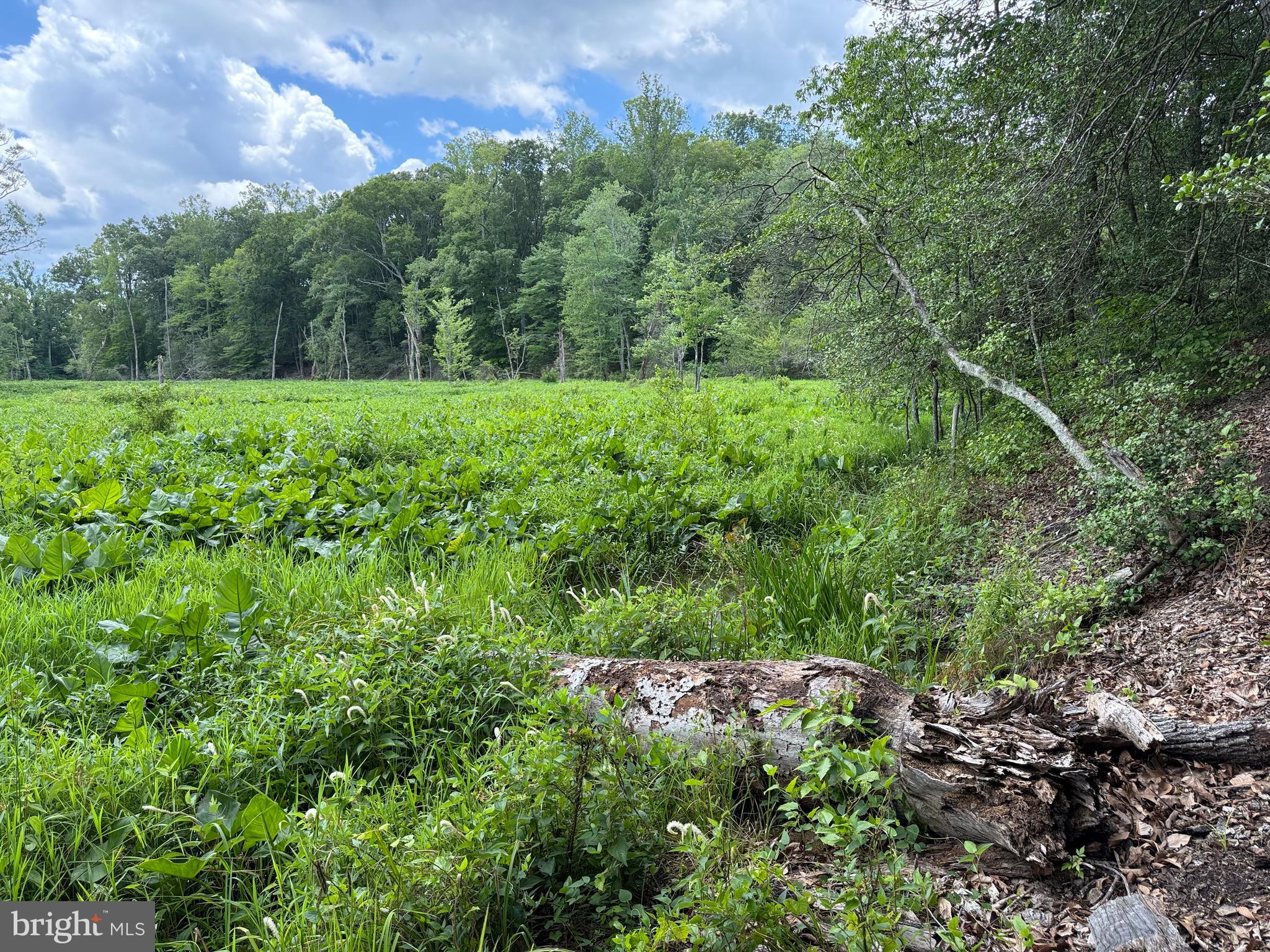 16280 Ridge Road King George, VA 22485 - Photo 12 of 24 Gorgeous views over pond & creek