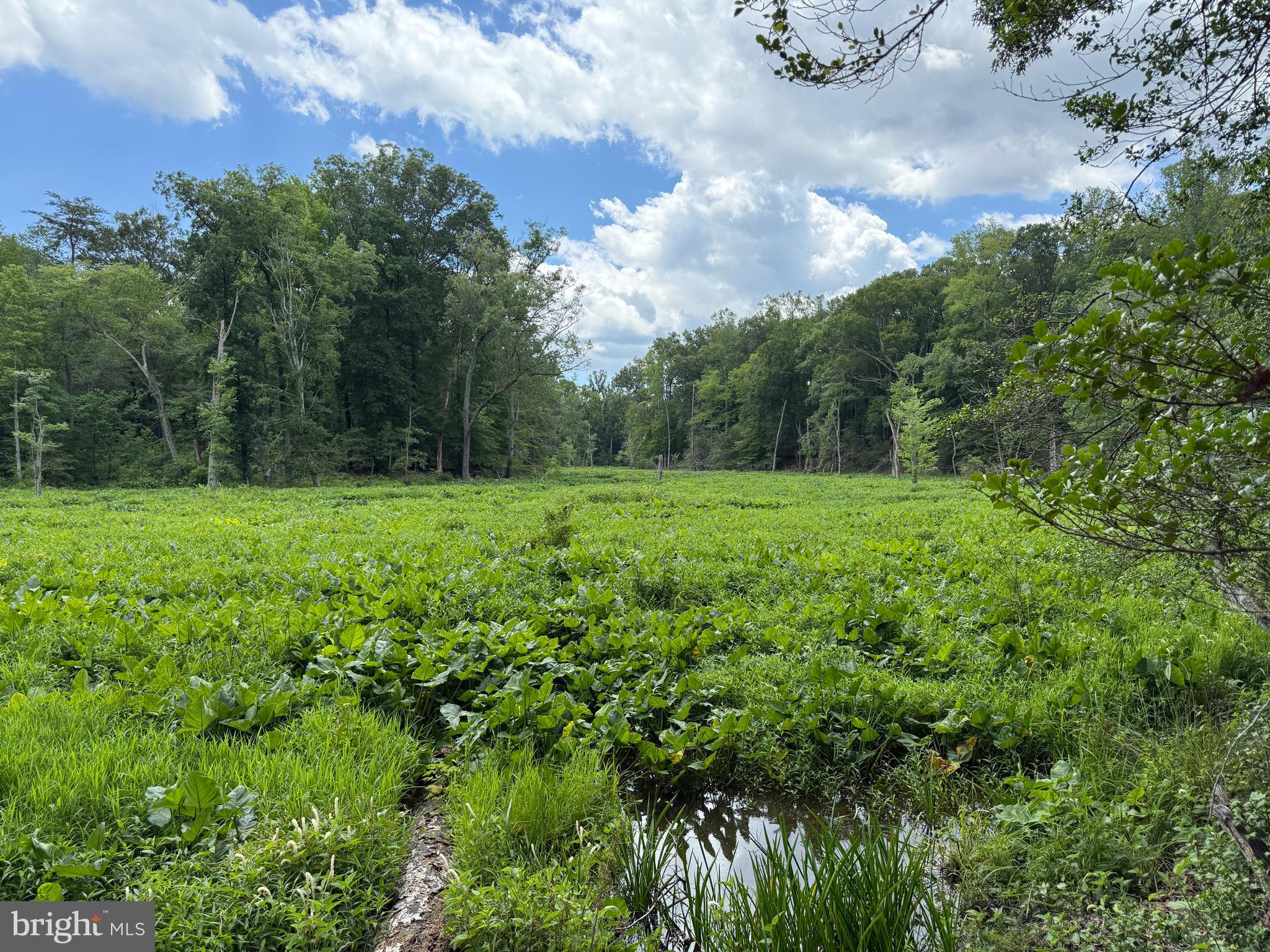 16280 Ridge Road King George, VA 22485 - Photo 14 of 24 Gorgeous views over pond & creek