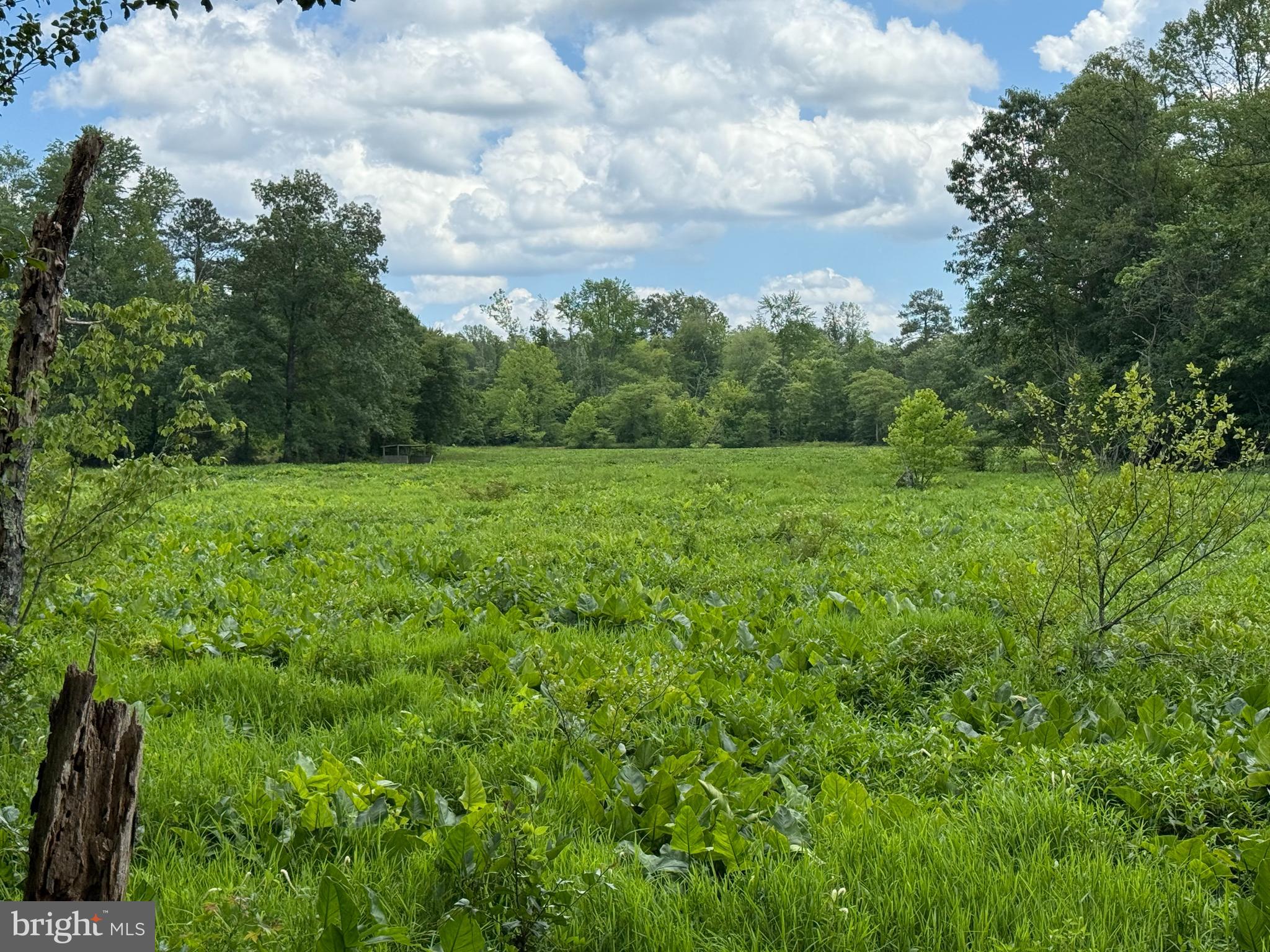 16280 Ridge Road King George, VA 22485 - Photo 15 of 24 Gorgeous views over pond & creek