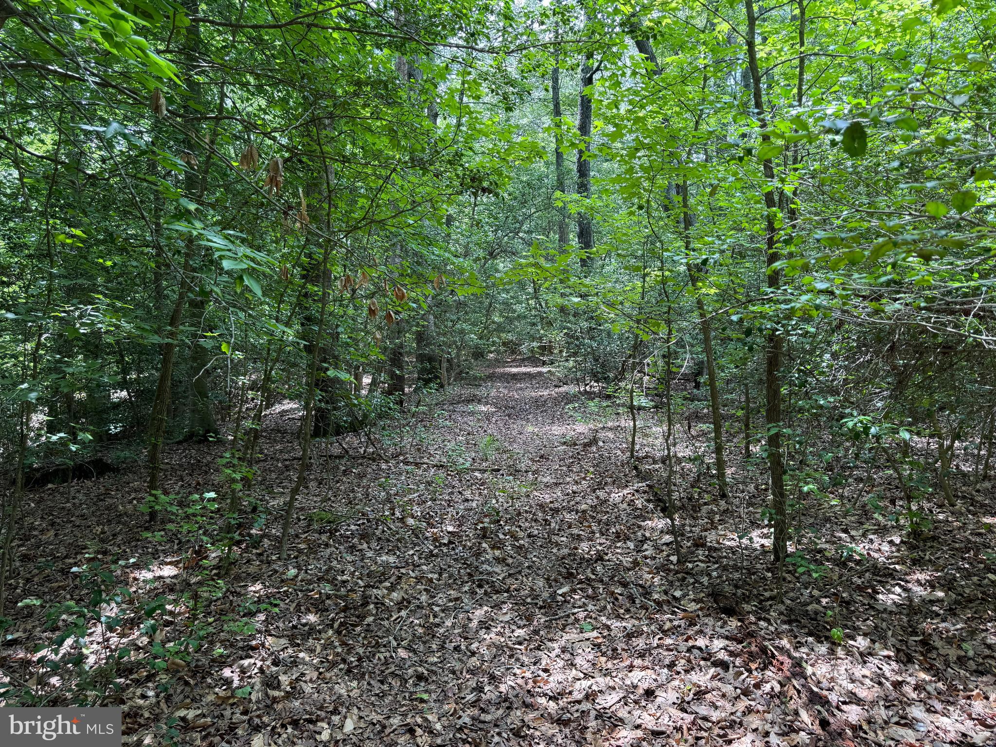 16280 Ridge Road King George, VA 22485 - Photo 16 of 24 Old farm roads allow for exploration