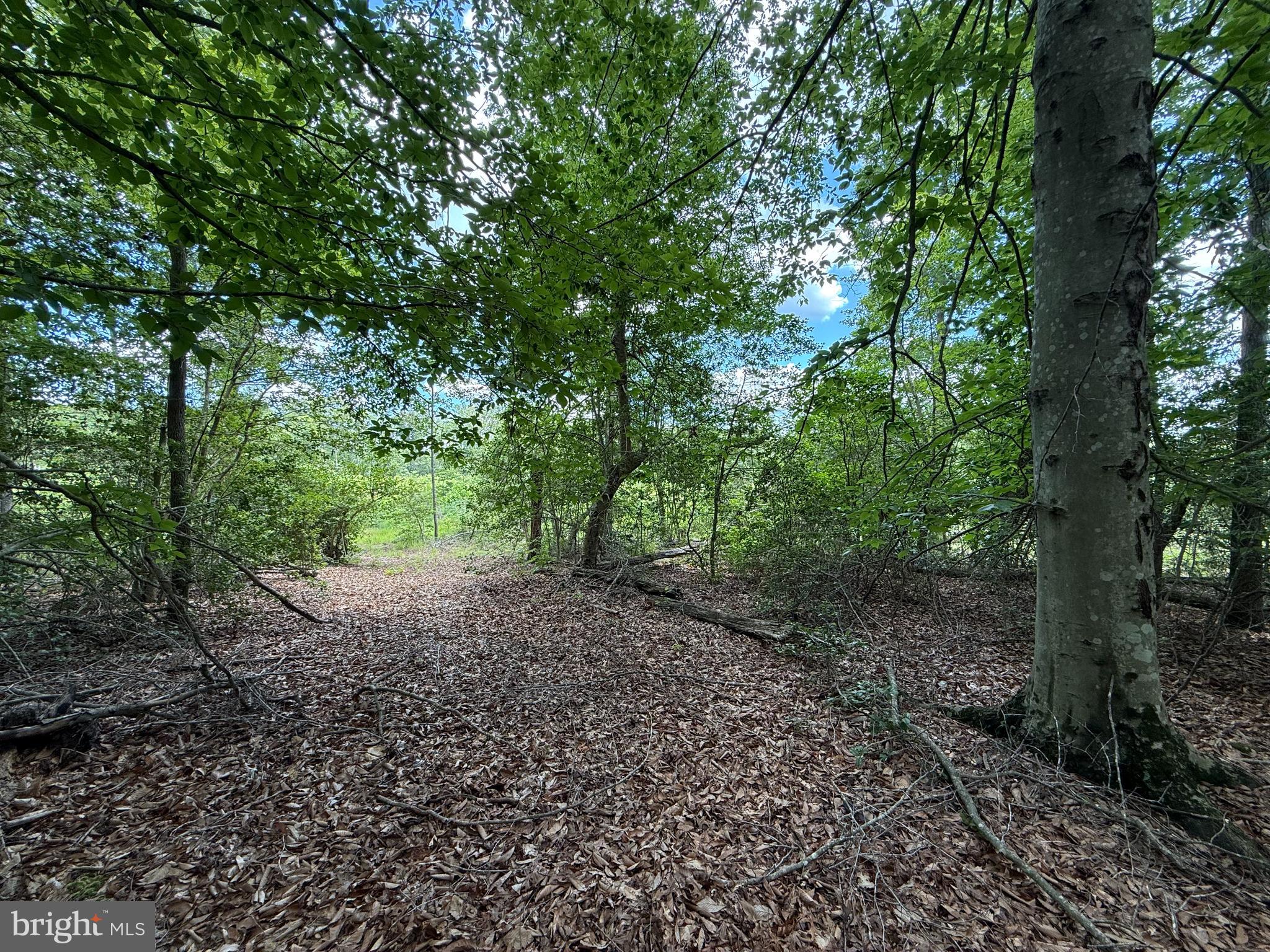 16280 Ridge Road King George, VA 22485 - Photo 18 of 24 Old farm roads allow for exploration
