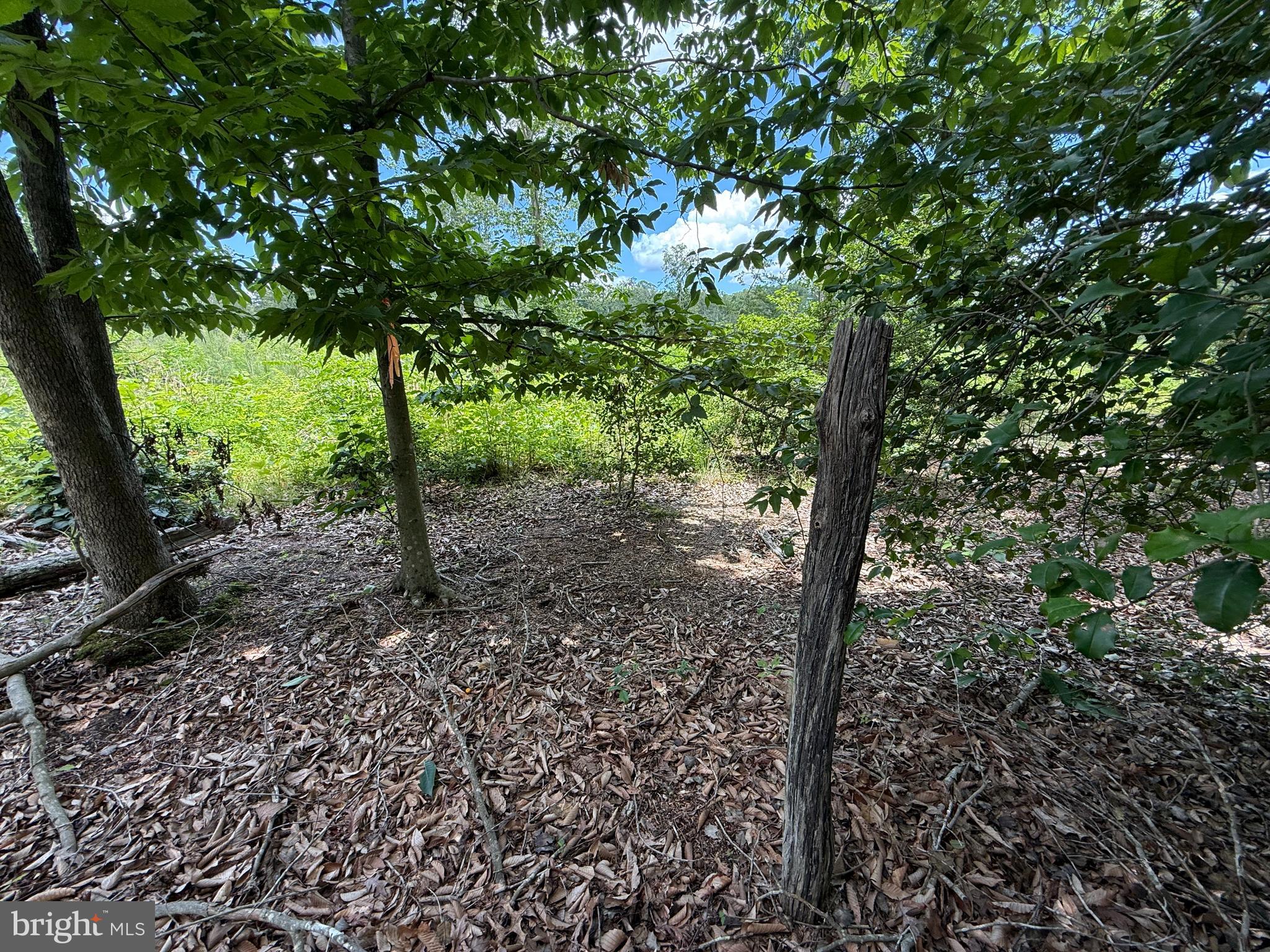 16280 Ridge Road King George, VA 22485 - Photo 19 of 24 Property lines have been recently marked