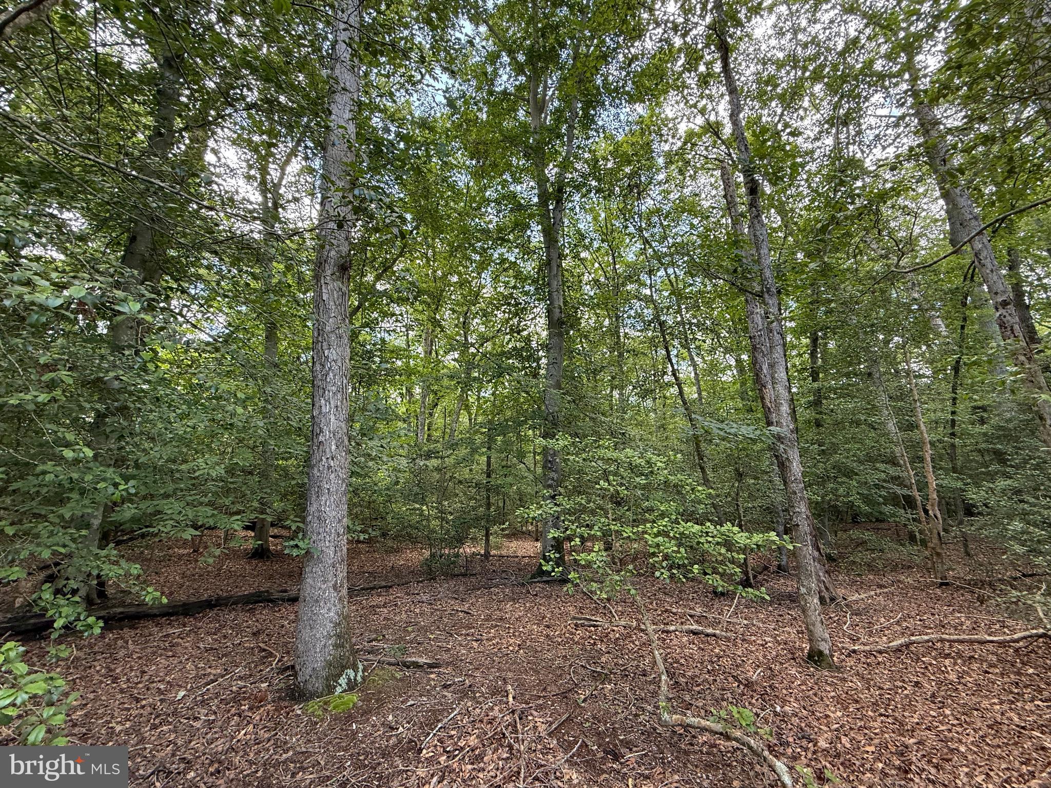 16280 Ridge Road King George, VA 22485 - Photo 20 of 24 Old farm roads allow for exploration