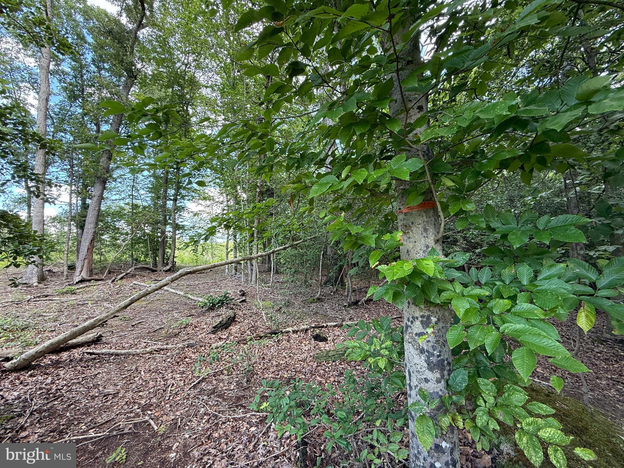 16280 Ridge Road King George, VA 22485 - Photo 21 of 24 Property lines have been recently marked