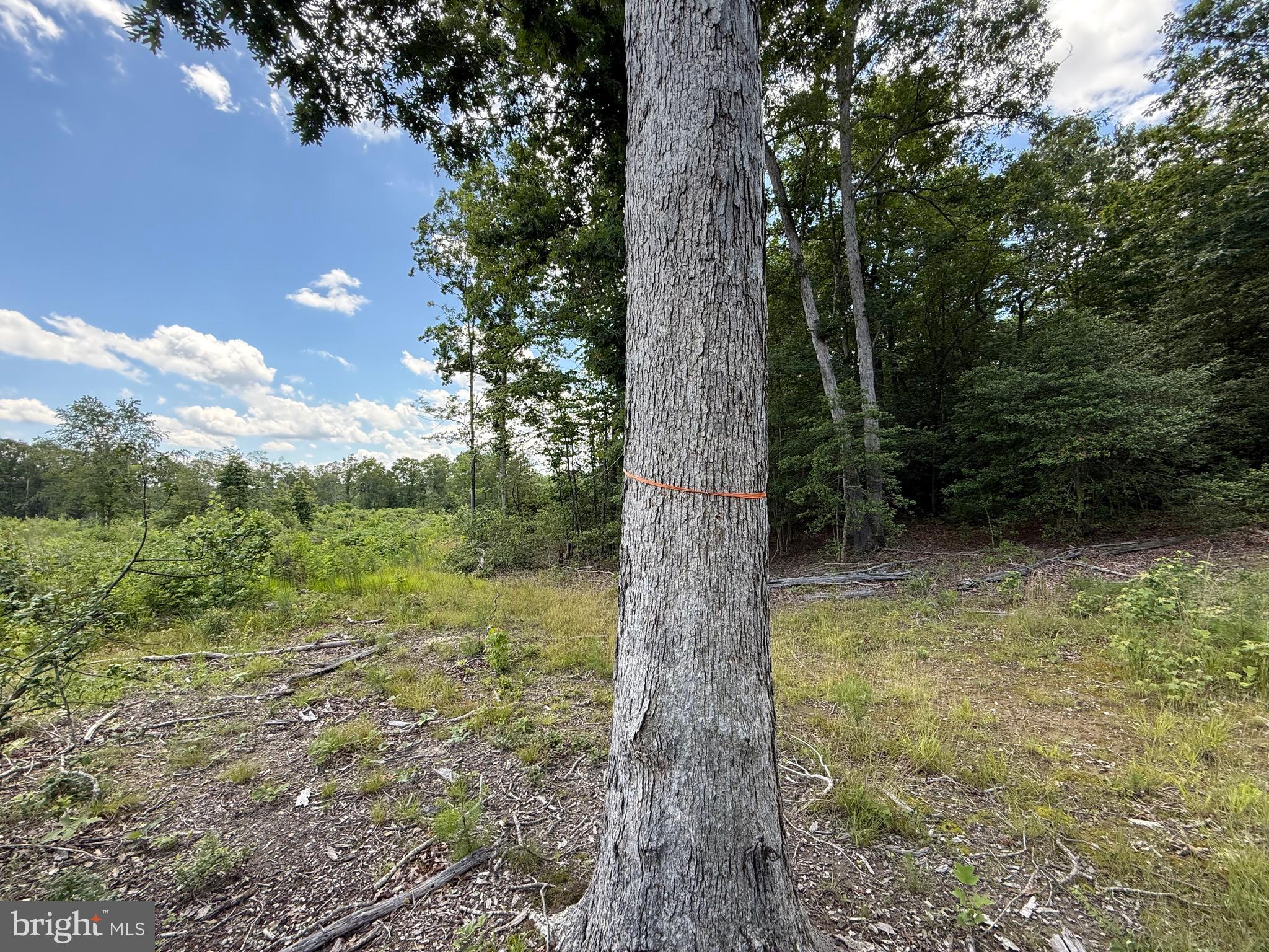 16280 Ridge Road King George, VA 22485 - Photo 22 of 24 Property lines have been recently marked
