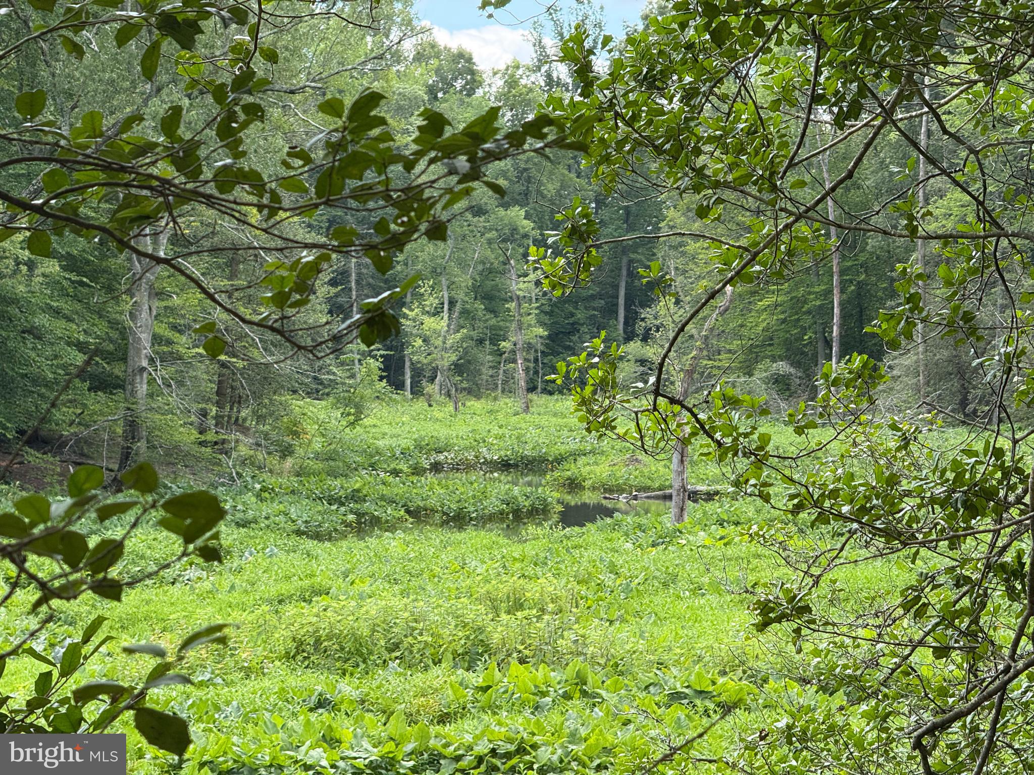 16280 Ridge Road King George, VA 22485 - Photo 3 of 24 Gorgeous views over pond & creek