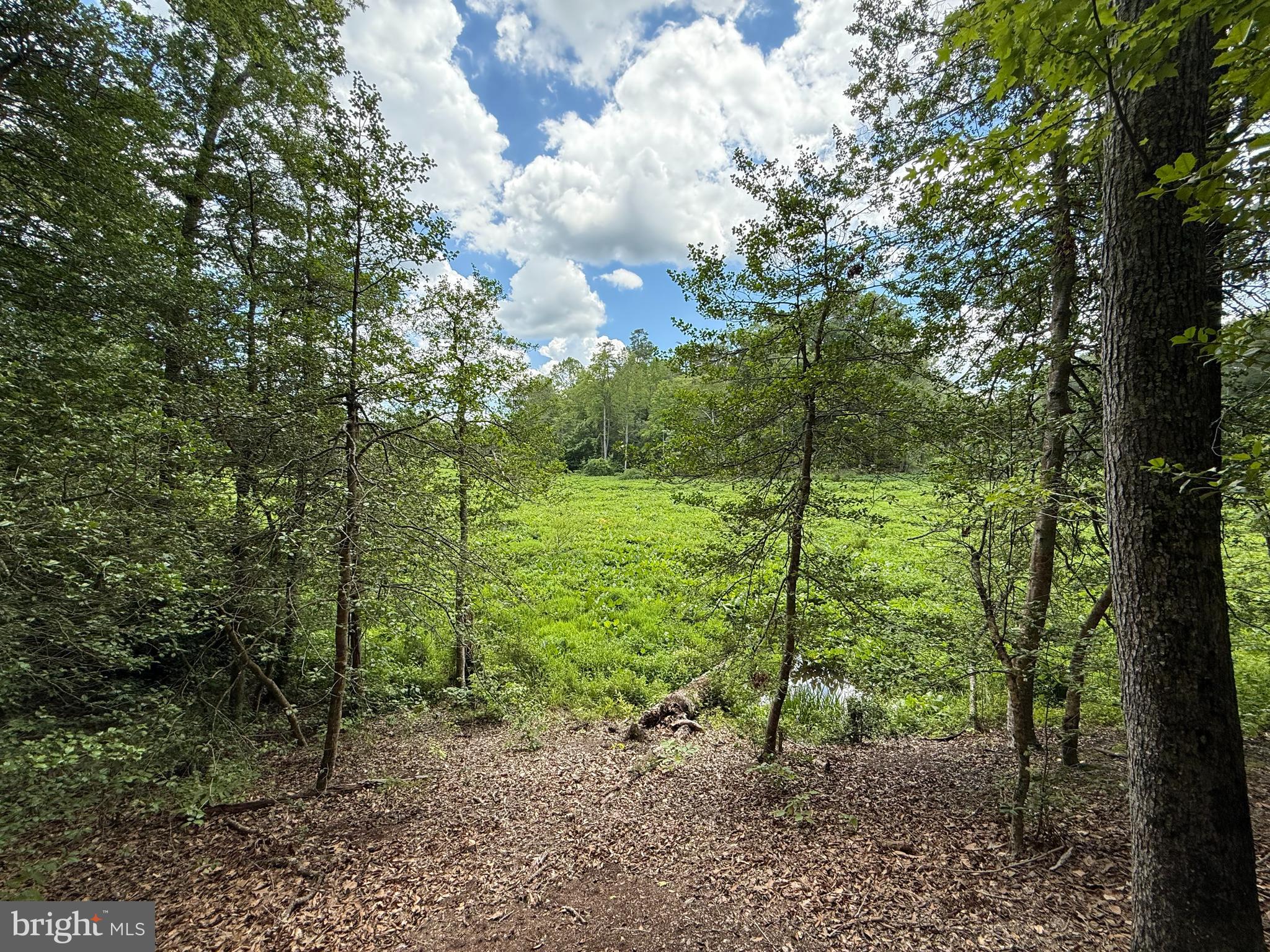 16280 Ridge Road King George, VA 22485 - Photo 6 of 24 Gorgeous views over pond & woods