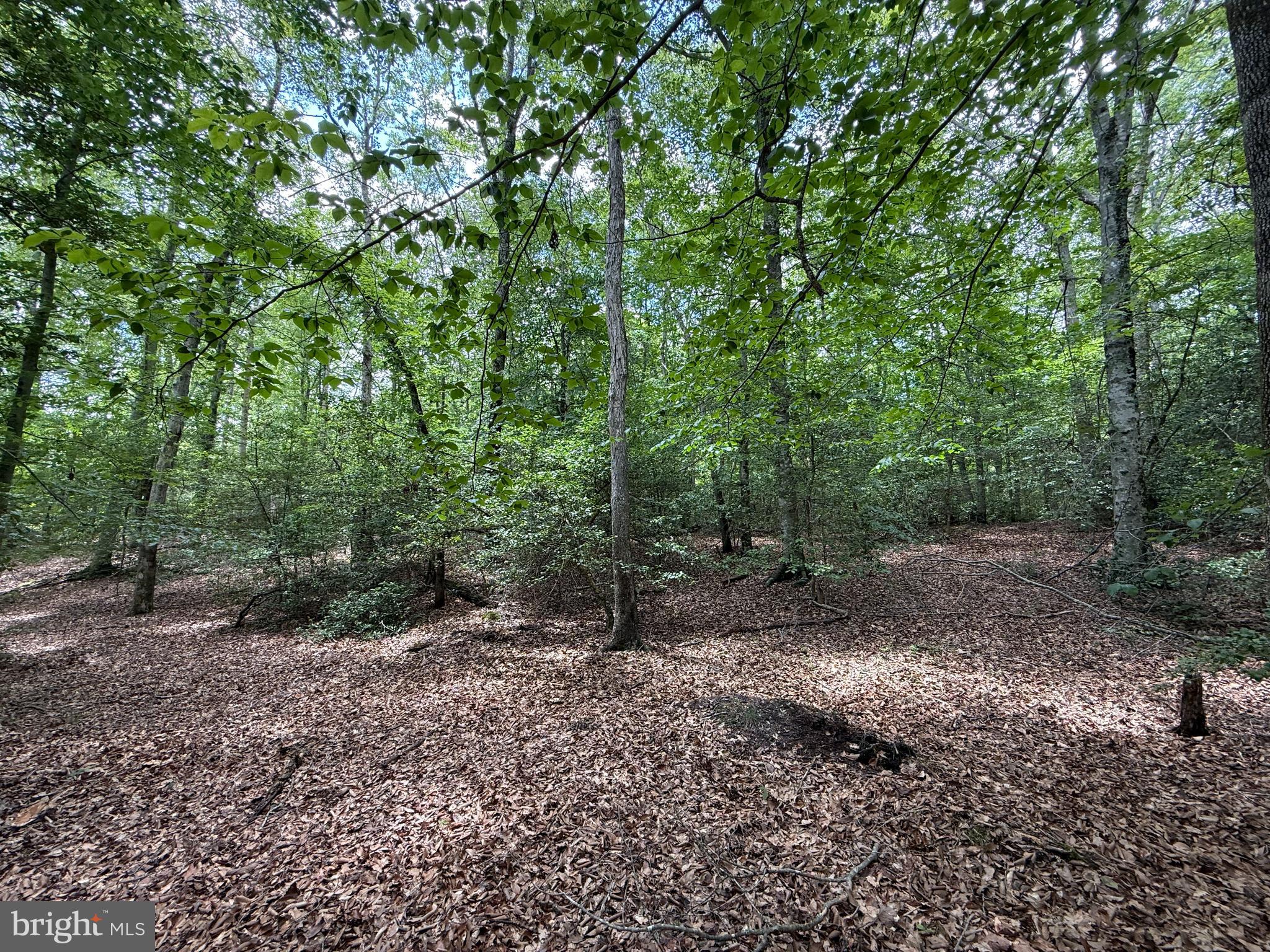16280 Ridge Road King George, VA 22485 - Photo 8 of 24 Dozens of potential homesites. Pick your views!