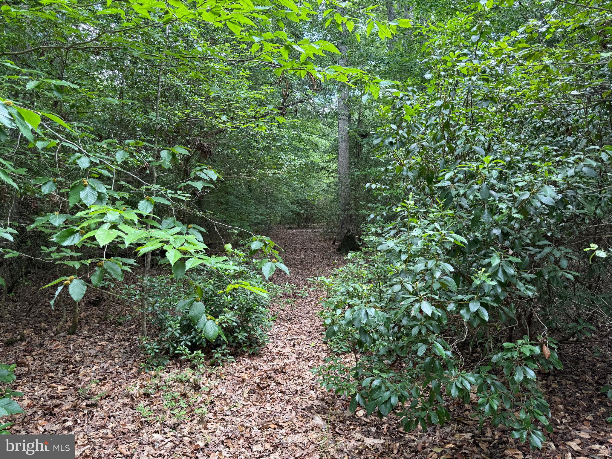16280 Ridge Road King George, VA 22485 - Photo 9 of 24 Dozens of potential homesites. Pick your views!