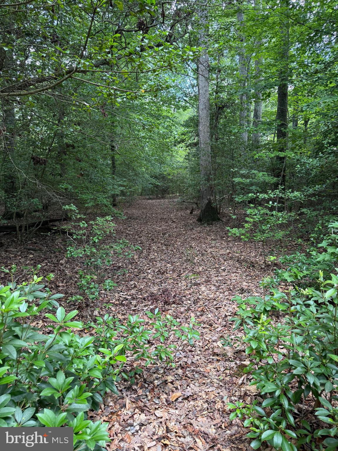 16280 Ridge Road King George, VA 22485 - Photo 10 of 24 Dozens of potential homesites. Pick your views!