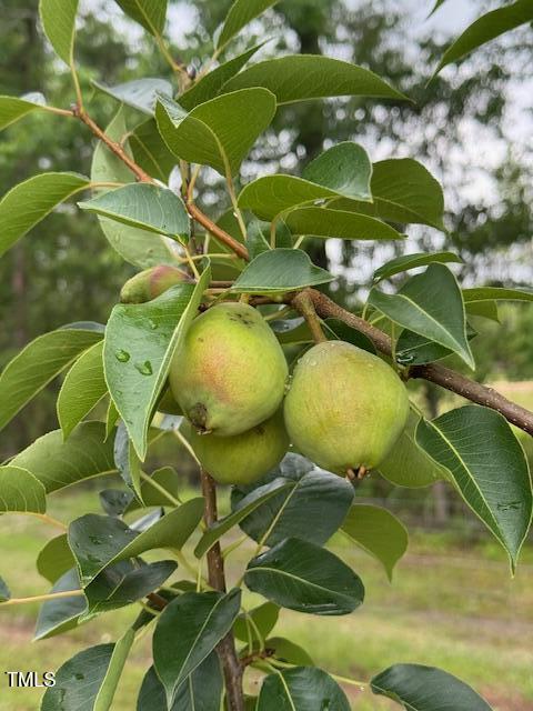 0 Beasley Road Benson, NC 27504 - Photo 12 of 40 a view of a indoor basketball court