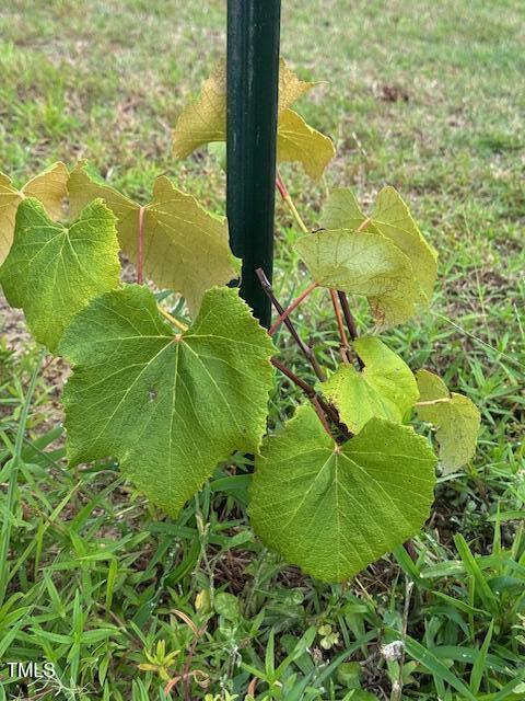 0 Beasley Road Benson, NC 27504 - Photo 13 of 40 a view of a garden