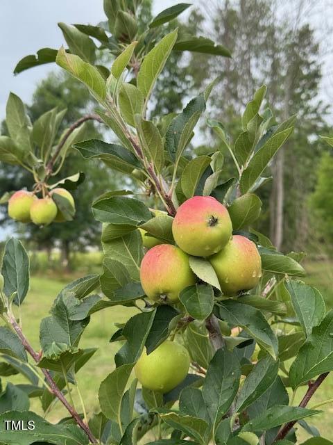 0 Beasley Road Benson, NC 27504 - Photo 14 of 40 a view of a plant