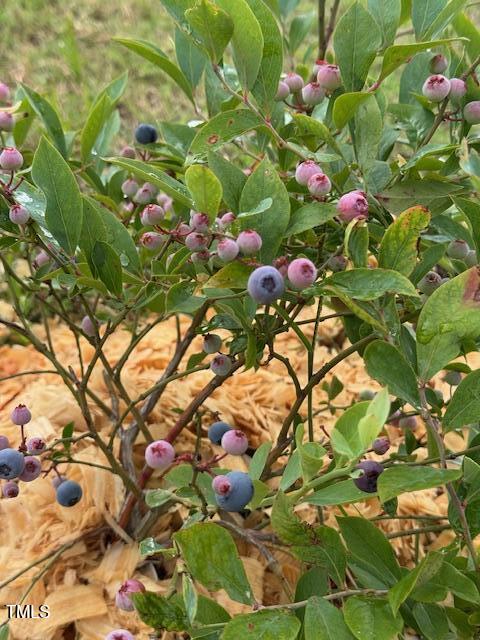 0 Beasley Road Benson, NC 27504 - Photo 15 of 40 a bunch of flowers