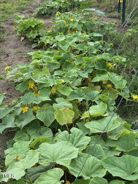 0 Beasley Road Benson, NC 27504 - Photo 17 of 40 a backyard of a tree