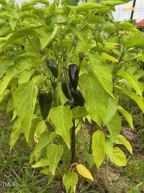 0 Beasley Road Benson, NC 27504 - Photo 18 of 40 a close up of a plant in a garden