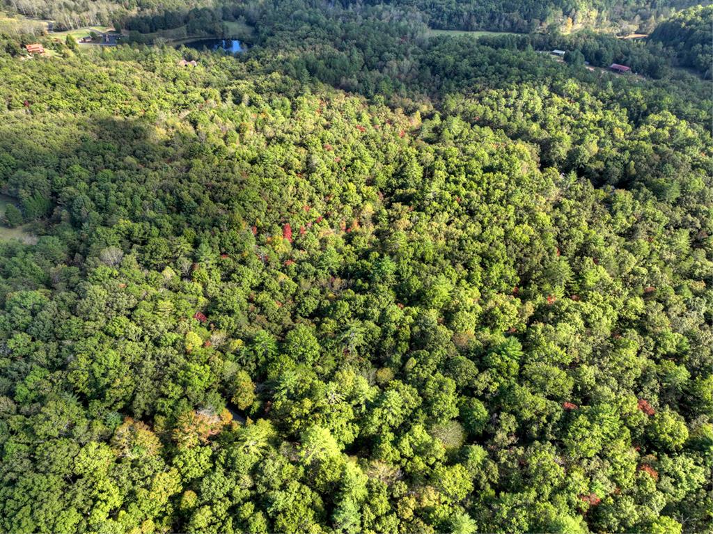 5.96-ac 5.96-ac Old Ridge Road Blue Ridge, GA 30513 - Photo 19 of 26