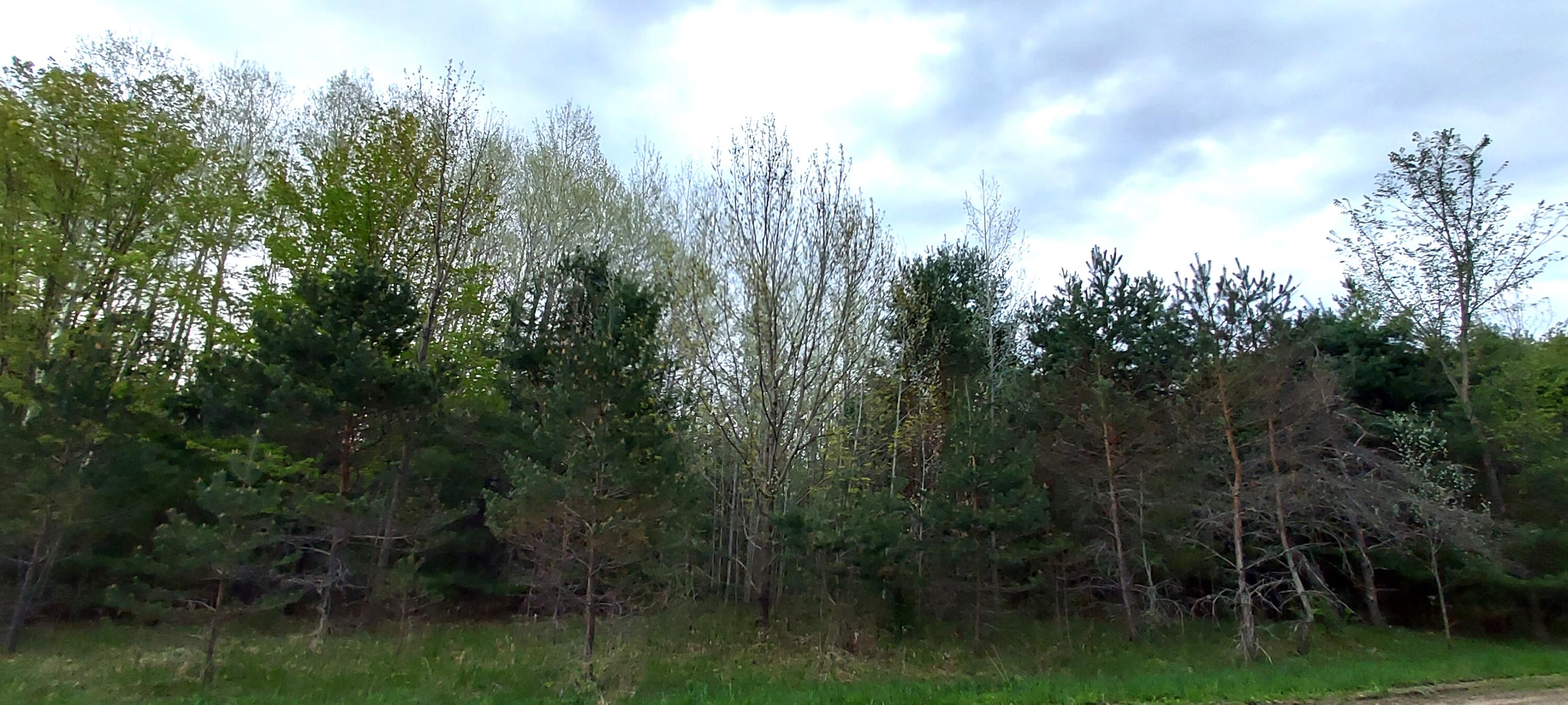 River Rest Road Cheboygan, MI 49721 - Photo 13 of 15 Gallery Image 13