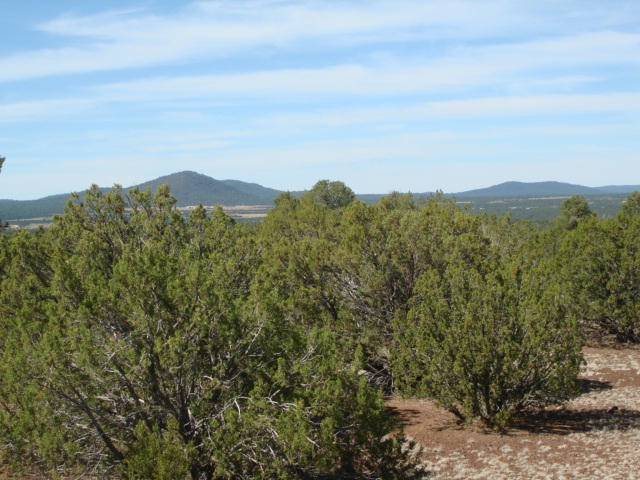 1 Highway 61 Concho, AZ 85924 - Photo 5 of 29