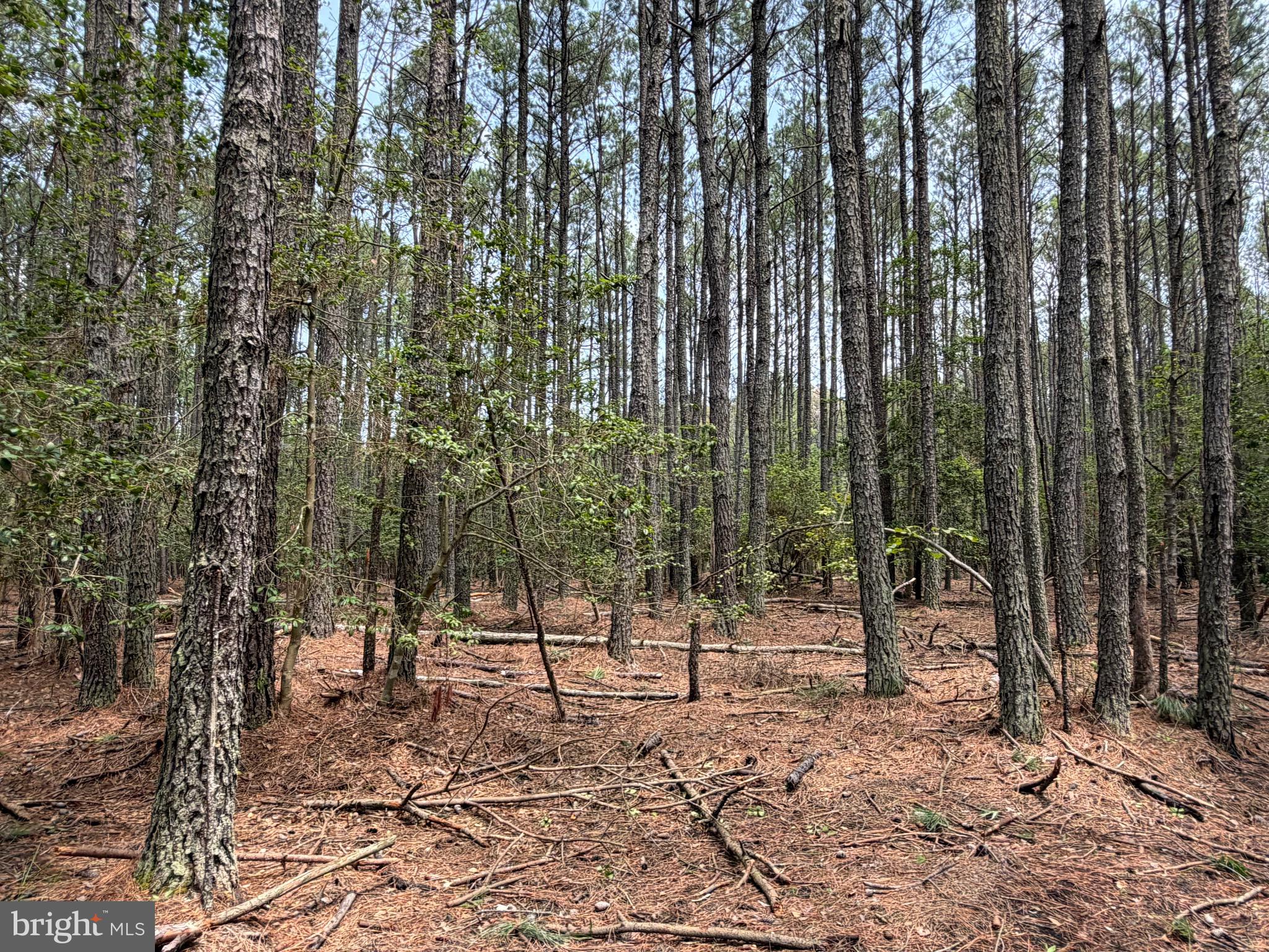 0 Hooper Neck Road Madison, MD 21648 - Photo 100 of 129