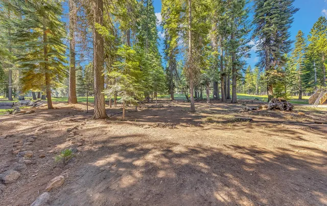 a view of road with large trees