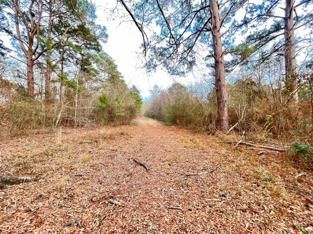 0 Pine Street Heflin, LA 71039 - Photo 9 of 14 Looking back towards road