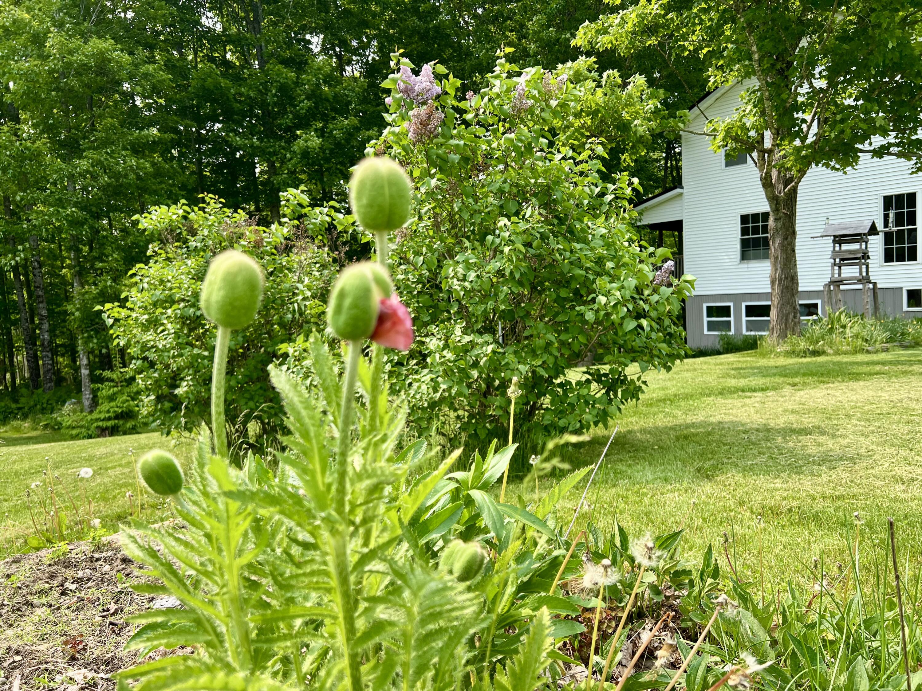 142 Palmer Road Thorndike, ME 04986 - Photo 86 of 105 IMG_5159