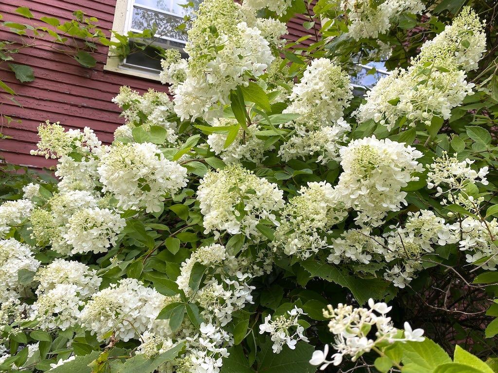 101 Dodge Road Avon, ME 04966 - Photo 20 of 22 mature-hydrangea-bush-cropa-9299SQ50