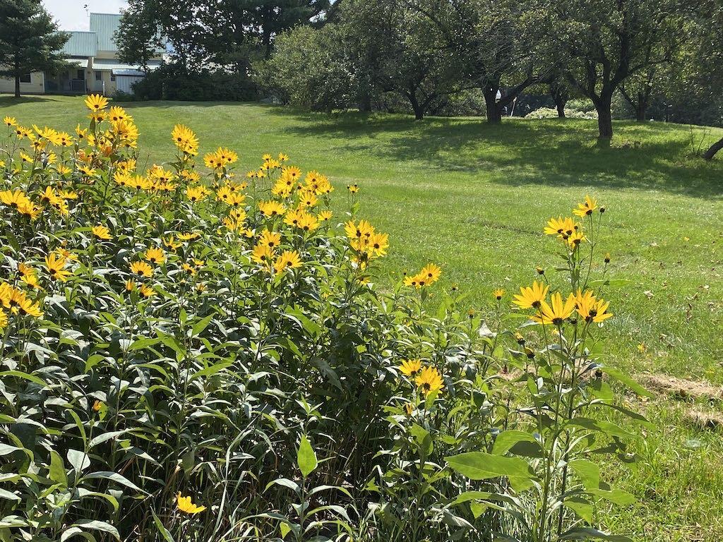 101 Dodge Road Avon, ME 04966 - Photo 7 of 22 flowers-and-field-9376-cropa-1024x768SQ5