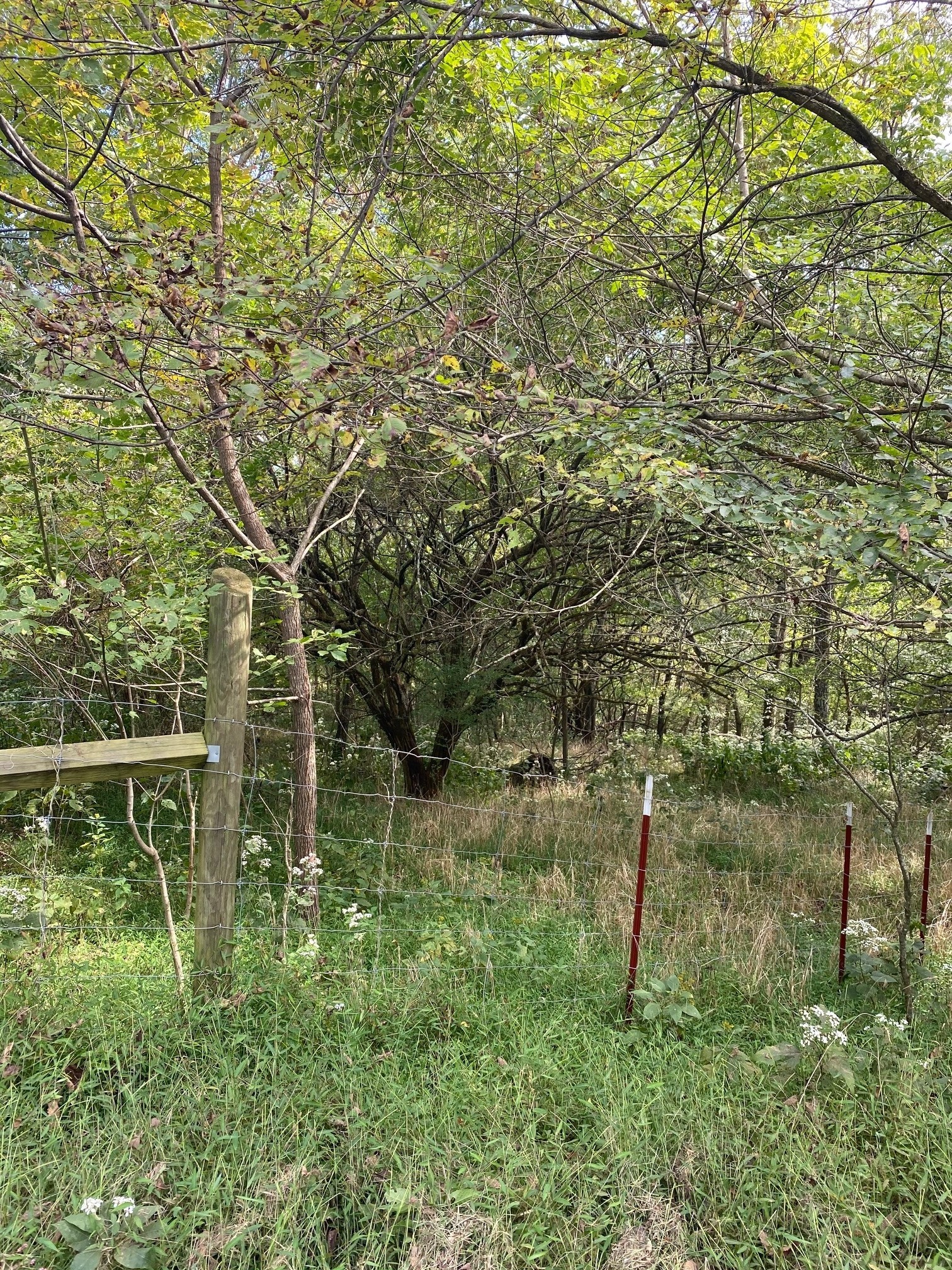 Gallery Image 6