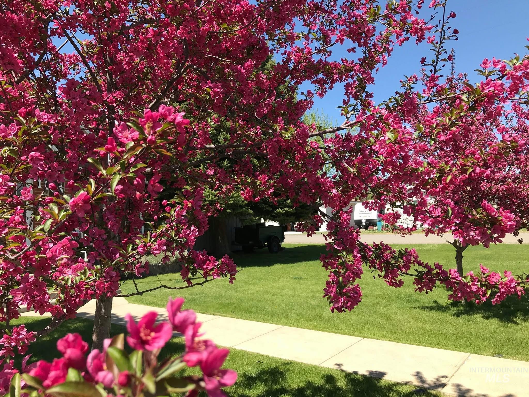 1105 Nevada Street Gooding, ID 83330 - Photo 5 of 26 View of property trees in bloom
