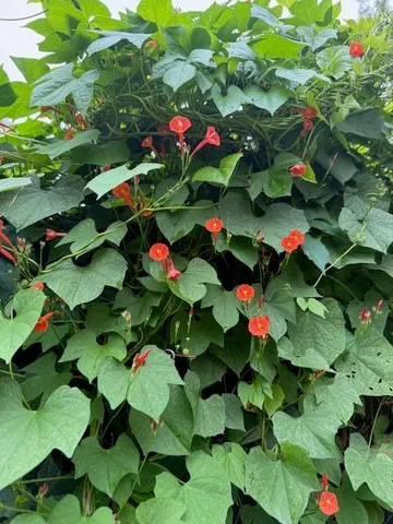 $200,000 | 226 Greene Street, Augusta, GA 30901