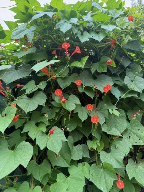 226 Greene Street Augusta, GA 30901 - Photo 3 of 6 Hummingbird attracters!