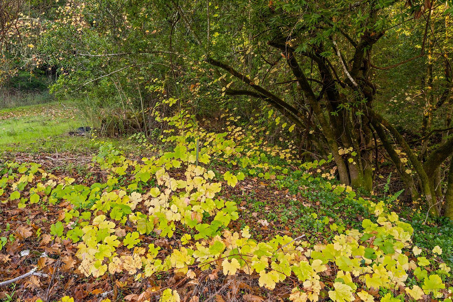 1194 Felta Road Healdsburg, CA 95448 - Photo 51 of 52